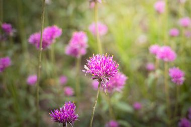 Renkli çiçeklerin arkaplan resmi