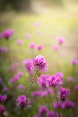 Renkli çiçeklerin arkaplan resmi