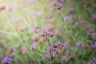 Renkli çiçeklerin arkaplan resmi