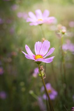 Renkli çiçeklerin arkaplan resmi