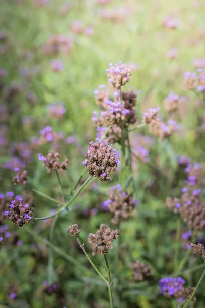 La imagen de fondo de las flores de colores — Foto de Stock