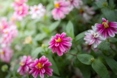 Renkli çiçeklerin arkaplan resmi