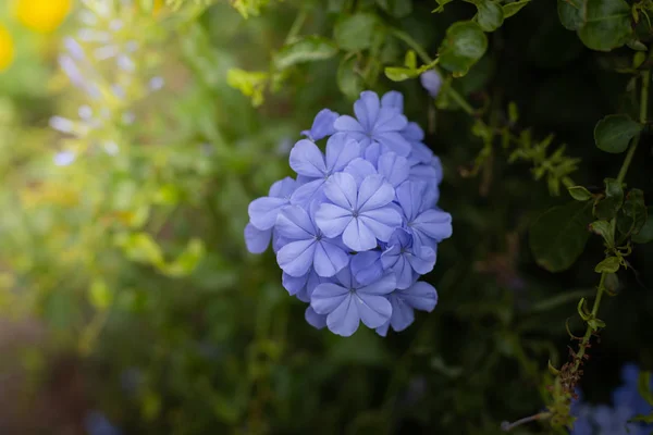 De achtergrond afbeelding van de kleurrijke bloemen — Stockfoto