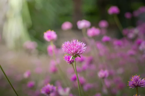 The background image of the colorful flowers — Stock Photo, Image