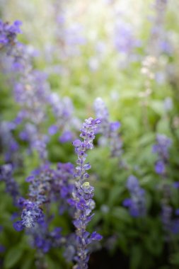 Renkli çiçeklerin arkaplan resmi