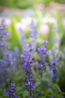 Renkli çiçeklerin arkaplan resmi