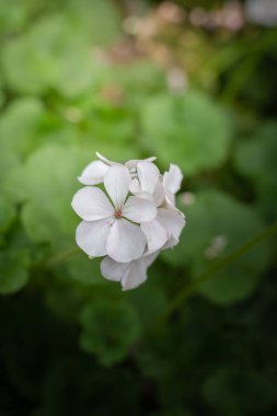Renkli çiçeklerin arkaplan resmi