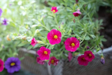 Renkli çiçeklerin arkaplan resmi