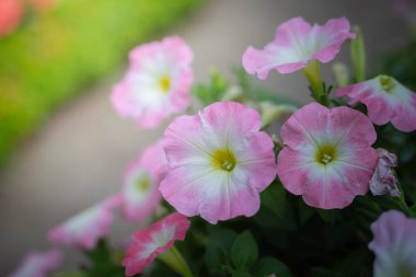 Renkli çiçeklerin arkaplan resmi