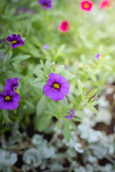 A imagem de fundo das flores coloridas — Fotografia de Stock