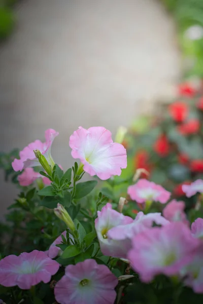 Renkli çiçeklerin arkaplan resmi — Stok fotoğraf