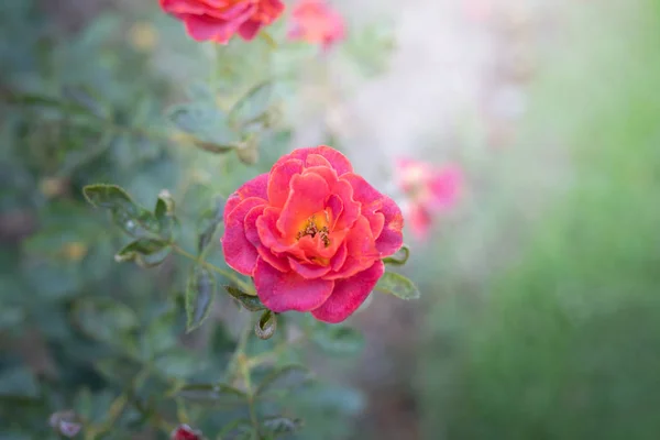 Bakgrundsbilden av de färgglada blommor — Stockfoto