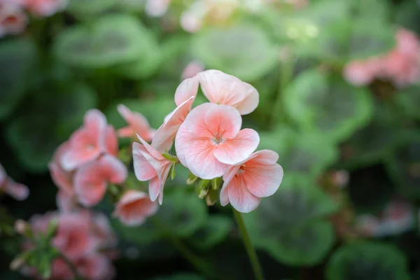 L'image de fond des fleurs colorées — Photo