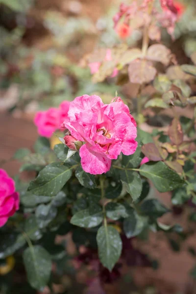 Roses in the garden