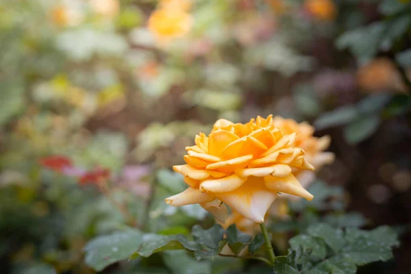 Rosas en el jardín — Foto de Stock