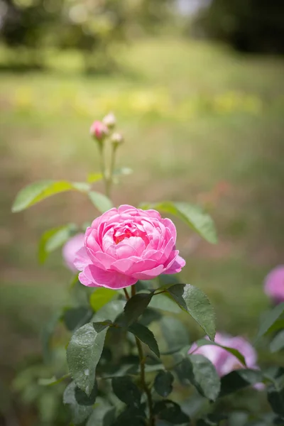 Rosas en el jardín —  Fotos de Stock