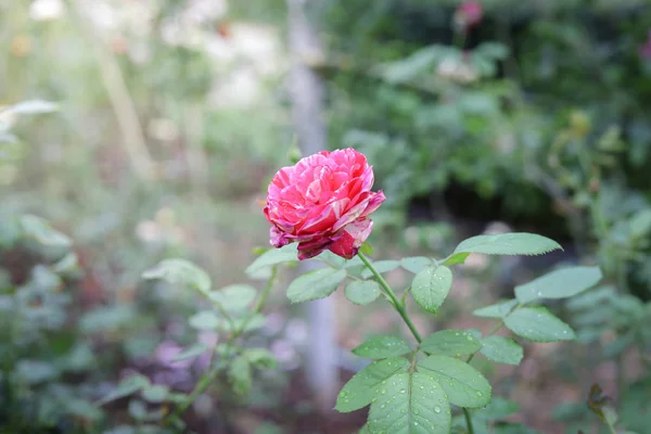 Roses dans le jardin — Photo