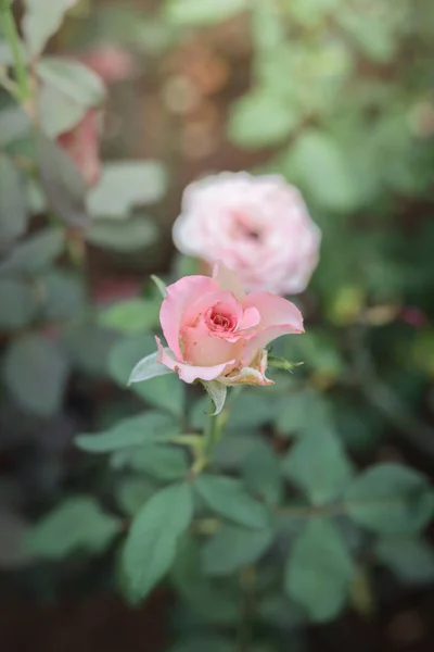 Rosas en el jardín — Foto de Stock