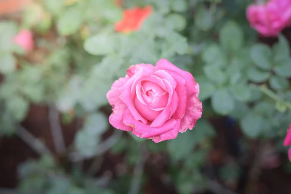 stock image Roses in the garden 