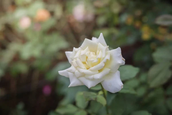 Rosas en el jardín — Foto de Stock