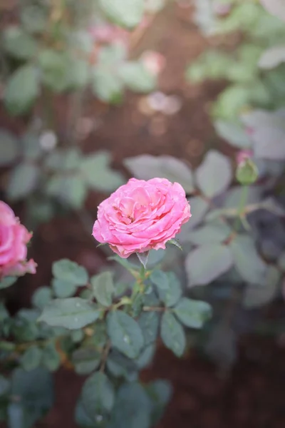 Roses in the garden — Stock Photo, Image