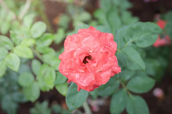 Bahçedeki güller — Stok fotoğraf