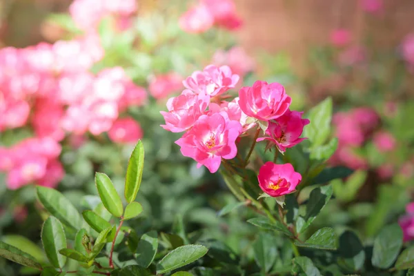 Rosas en el jardín —  Fotos de Stock