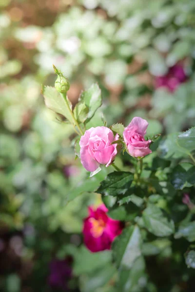 Rosas no jardim — Fotografia de Stock