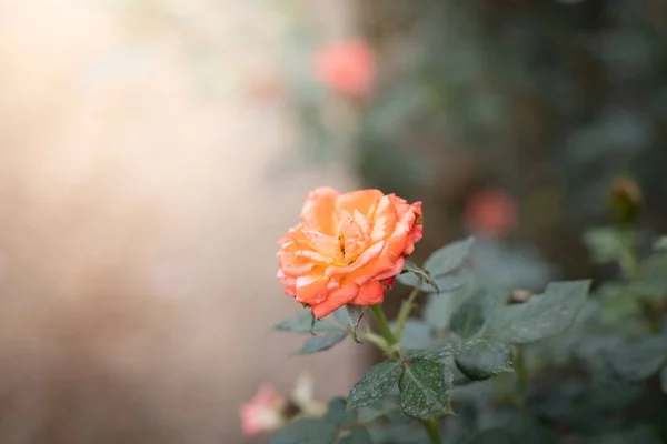 Roses in the garden — Stock Photo, Image