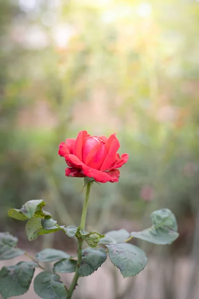 花园里的玫瑰 — 图库照片