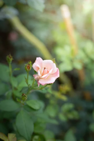 Roses in the garden — Stock Photo, Image