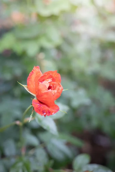 Rozen in de tuin — Stockfoto