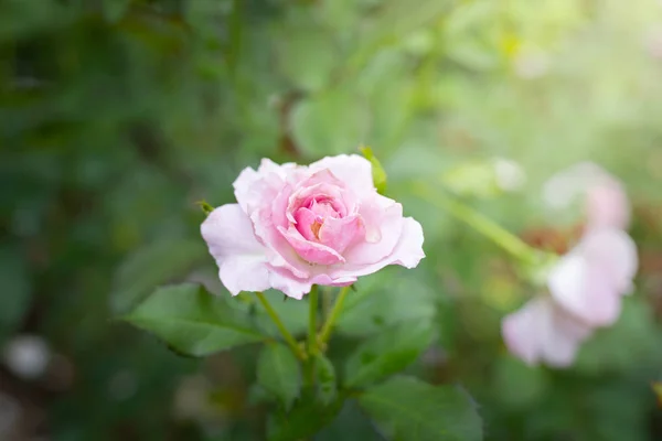 花园里的玫瑰 — 图库照片