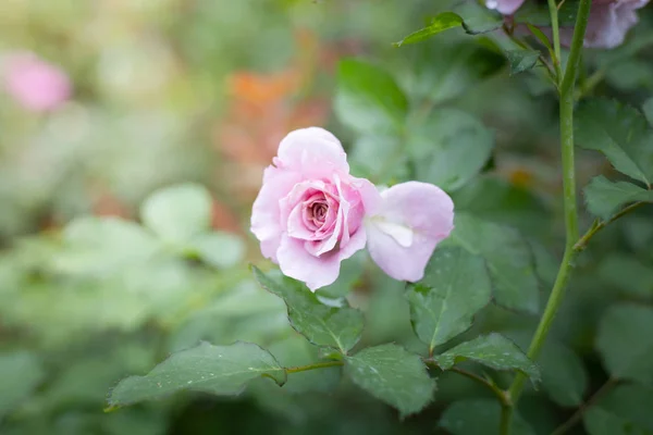 Rosas en el jardín — Foto de Stock