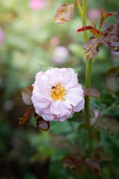 Rosas en el jardín — Foto de Stock