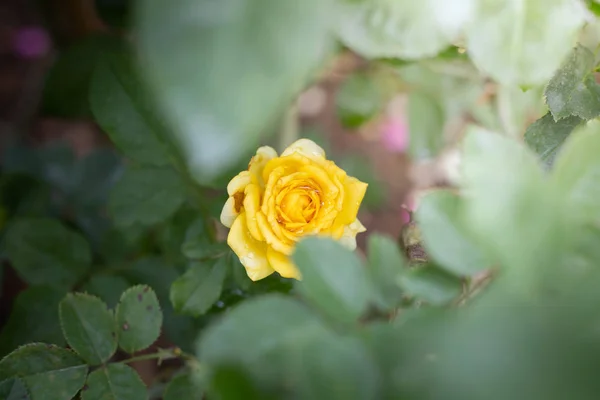 花园里的玫瑰 — 图库照片