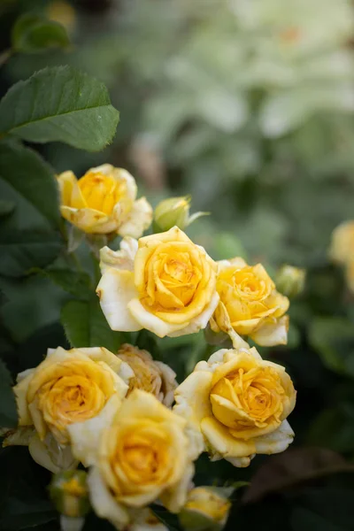 Rosas en el jardín — Foto de Stock