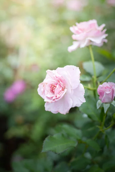 Róże w ogrodzie — Zdjęcie stockowe
