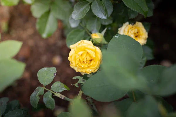 Rosor i trädgården — Stockfoto