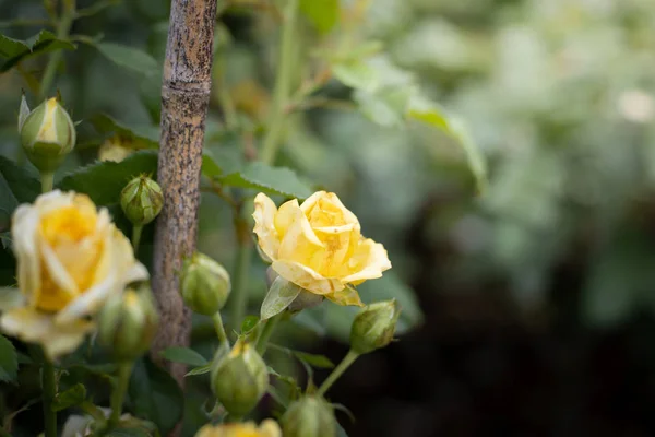 Rosas en el jardín — Foto de Stock