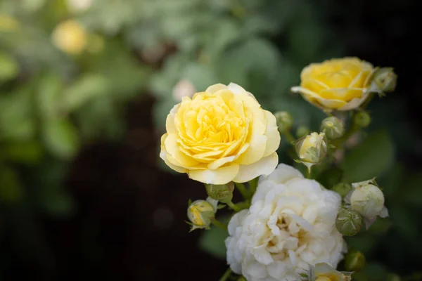 Rosor i trädgården — Stockfoto