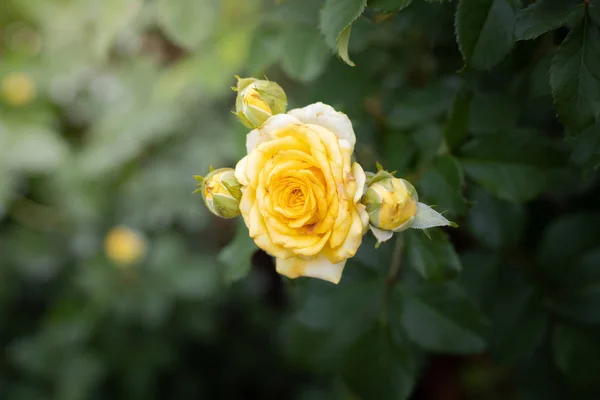 Rosen im Garten — Stockfoto