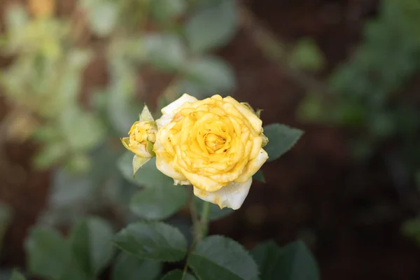 Rosas en el jardín — Foto de Stock