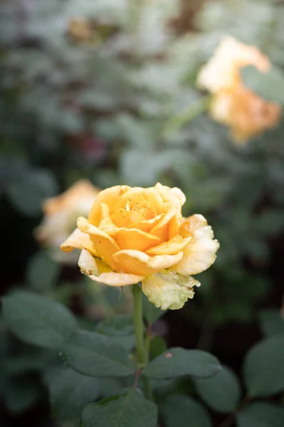 Rosen im Garten — Stockfoto