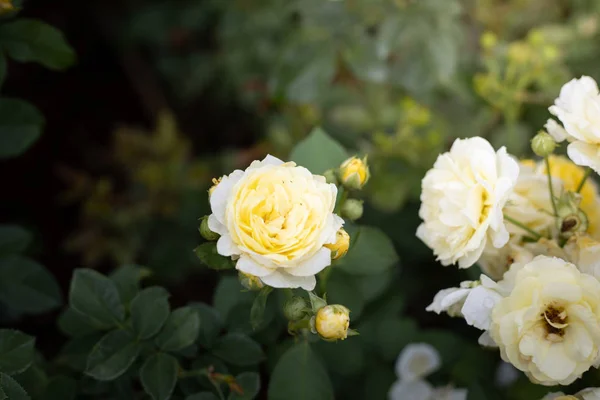 Rosor i trädgården — Stockfoto