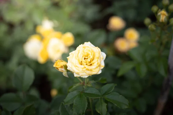 Rosas en el jardín — Foto de Stock