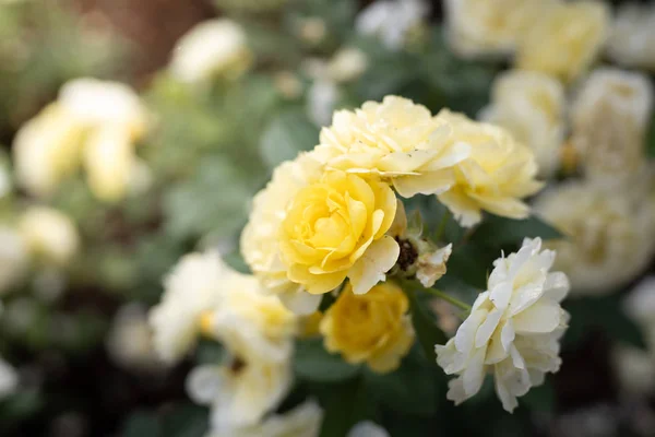 Rosas en el jardín — Foto de Stock