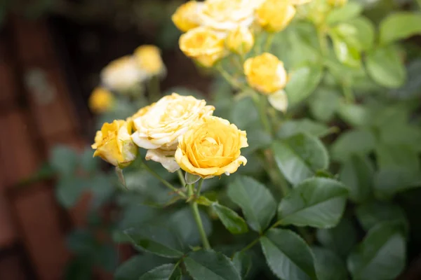 Rosor i trädgården — Stockfoto