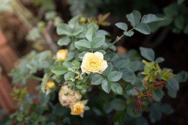 Rosas no jardim — Fotografia de Stock