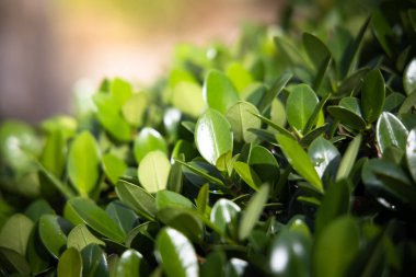 Renkli çiçeklerin arkaplan resmi